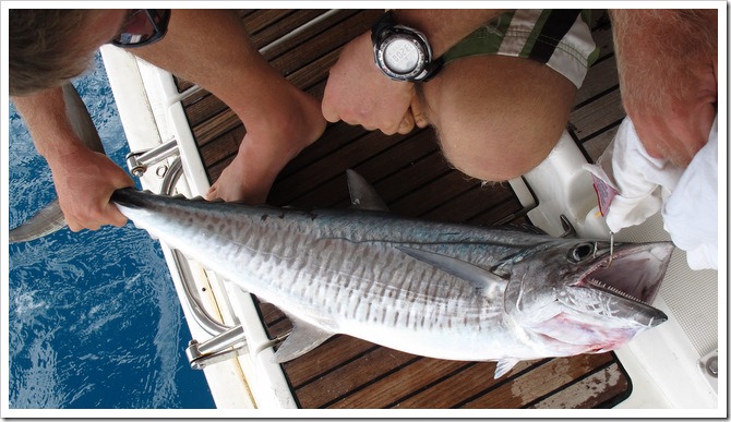 Spanish Mackerel - caught in new Caledonia - looks like a wahoo